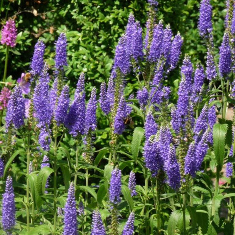 Veronica Longifolia ‘Blauriesin’